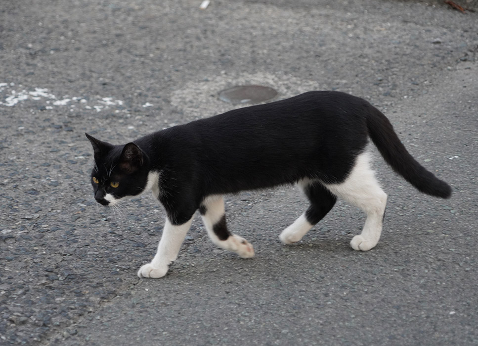 cat on concrete